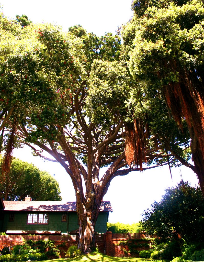 A Big Tree on 4th and Adelaide St., Santa Monica, CA by MICHAEL  JIROCH  &  www.michaeljiroch.com