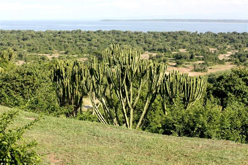 Mweya bushes by FlaviusNITA