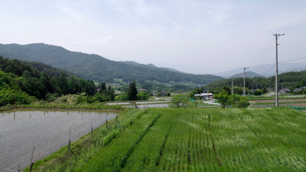 伊那市富県　風に吹かれる麦畑 by makkisse999