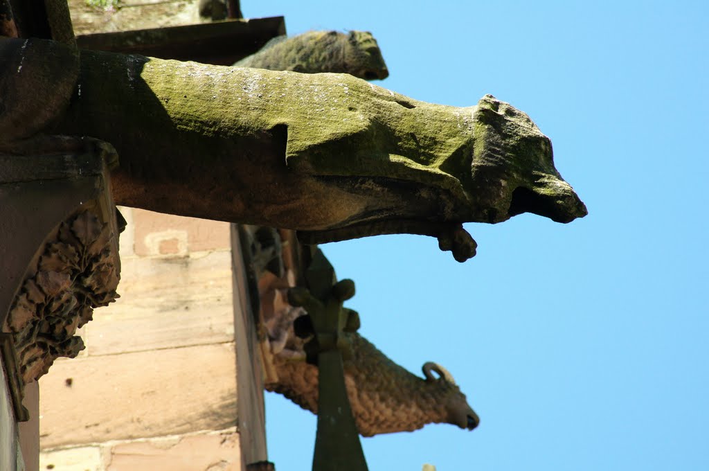 Wasserspeier am Freiburger Münster by wolfbam