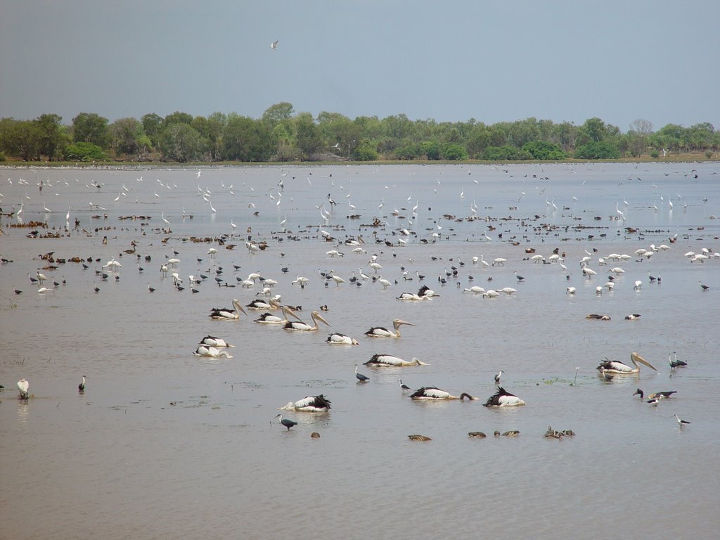 Mamukala Wetland Kakadu NT by A Greek Somewhere