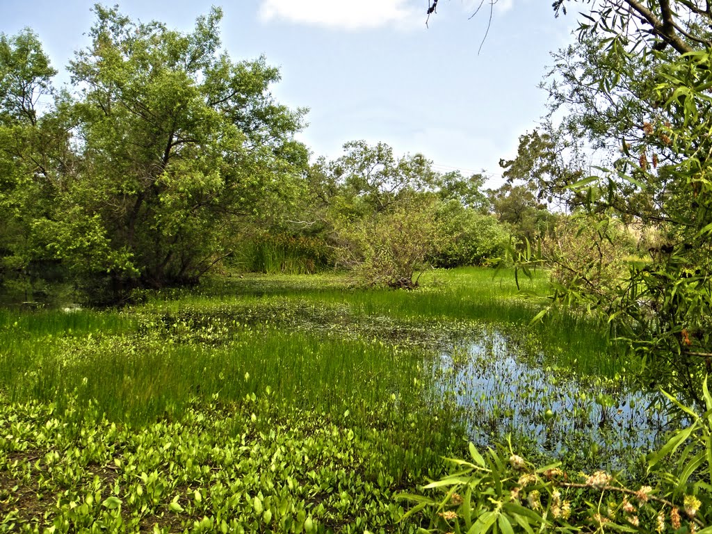 Madrona Marsh by Discover Torrance Visitors Bureau