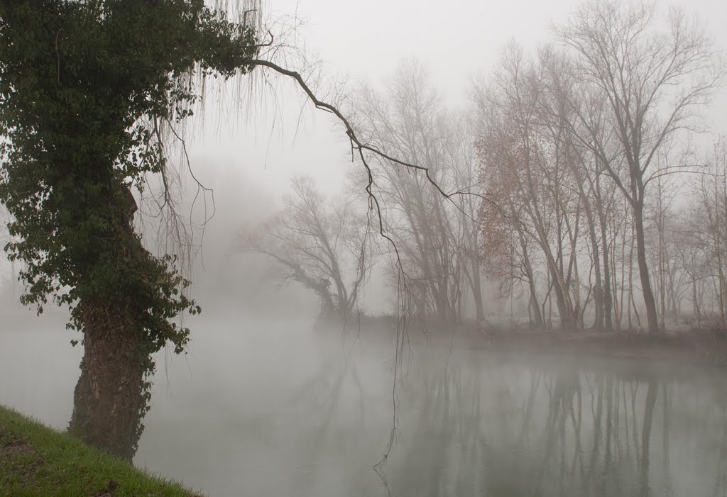 Albero sul sile marzo 2010 by leoxale