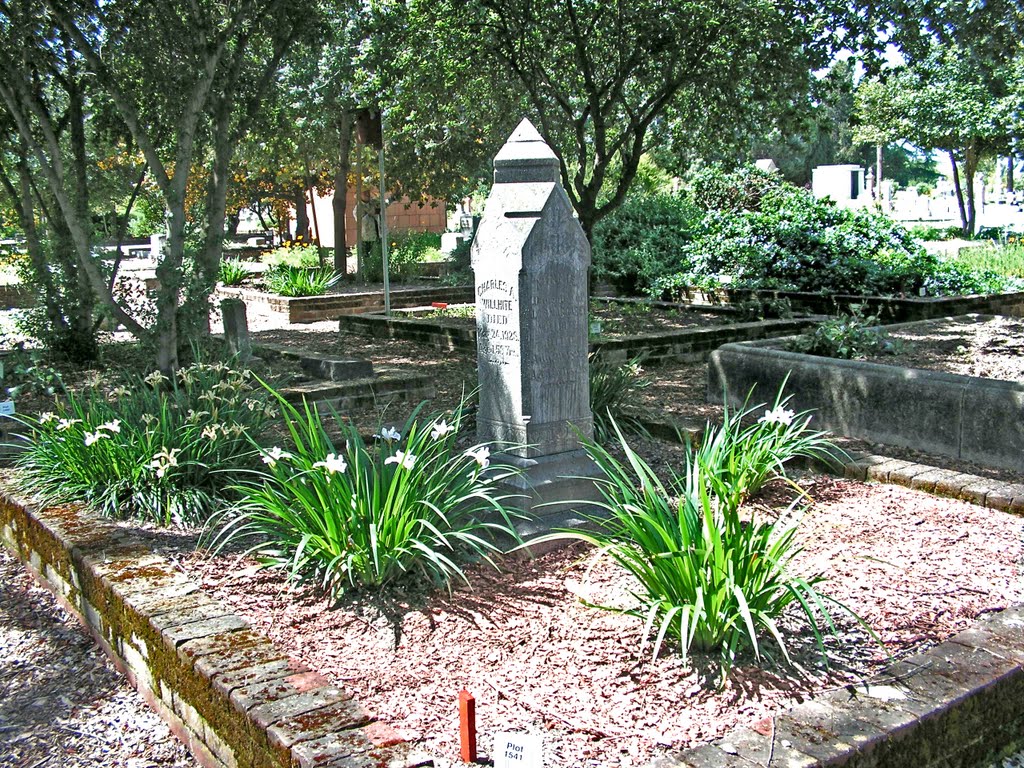 Old City Cemetery Native Plants, Douglas Irises by danaearthling