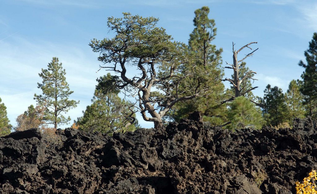 SSunset Crater Tree by garydj