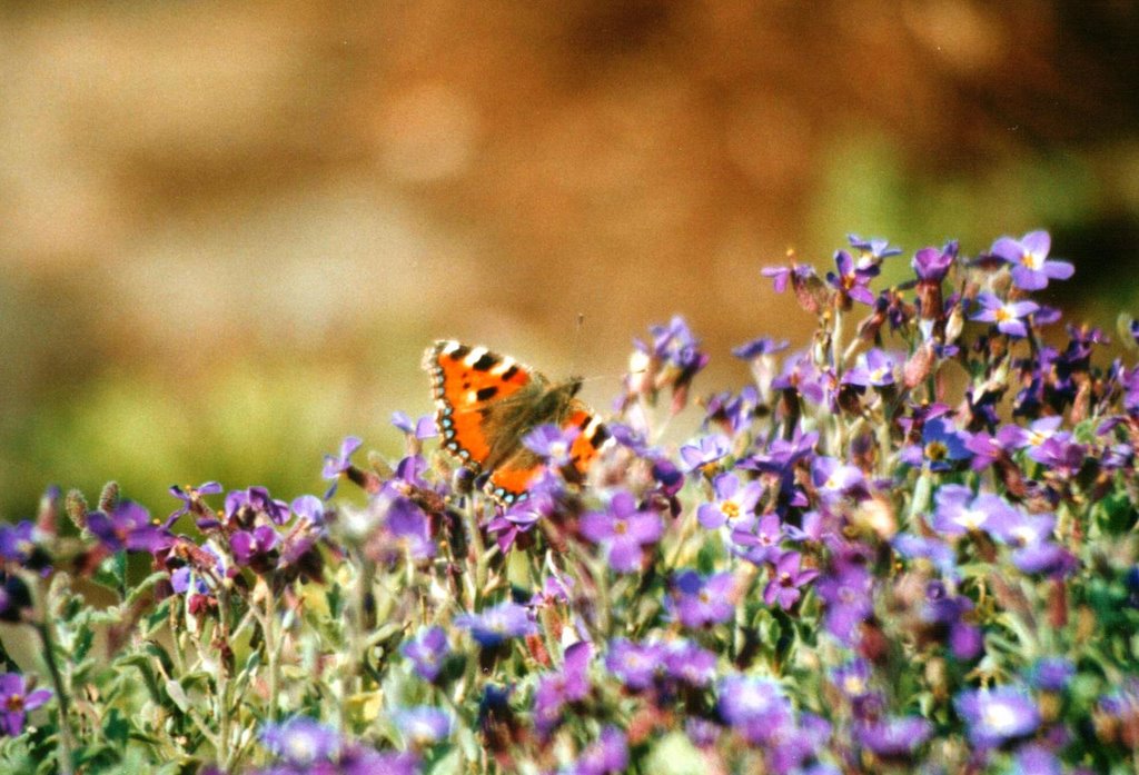 Butterfly and flowers by Andreas Wiesner