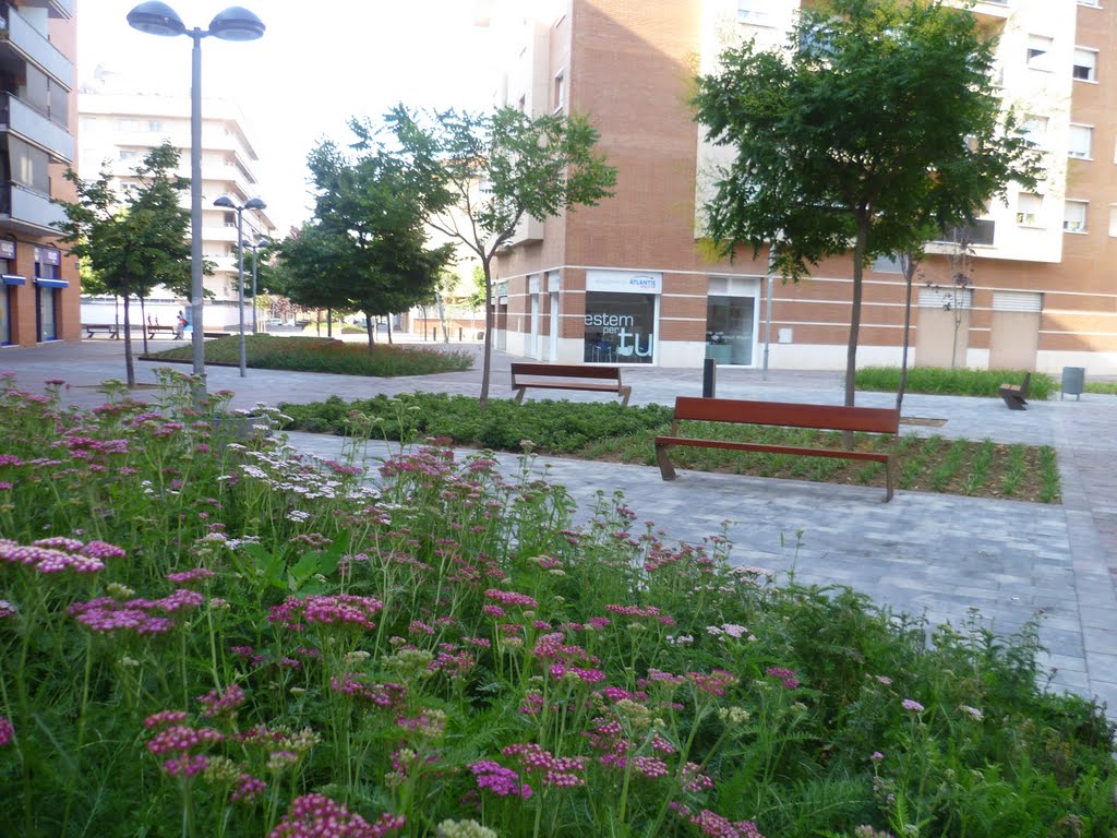 Flors a la Plaça de Les Hortes de Granollers (Catalonia) 2011 by Espardenya1714