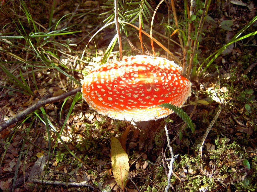 Fly agaric by Andreas Wiesner