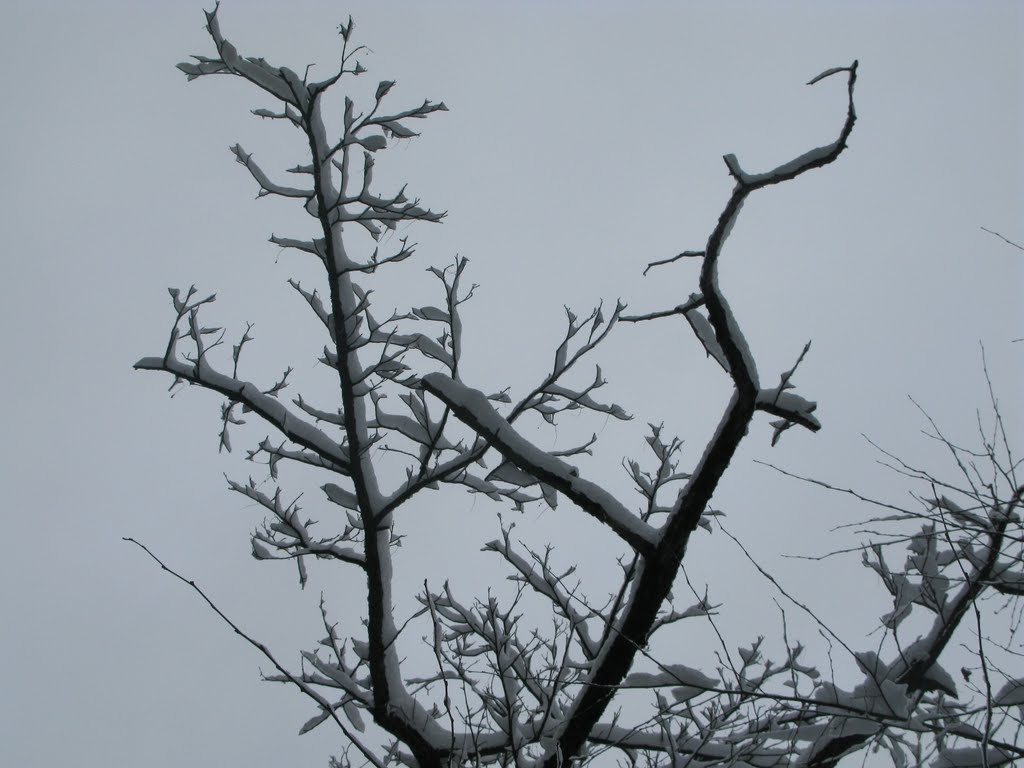 Beauty: a image of snow flower by Dr. Md. Musfiquzzaman Akanda