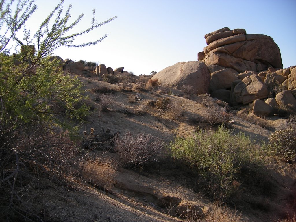 Joshua Tree NP by jelledegruyter