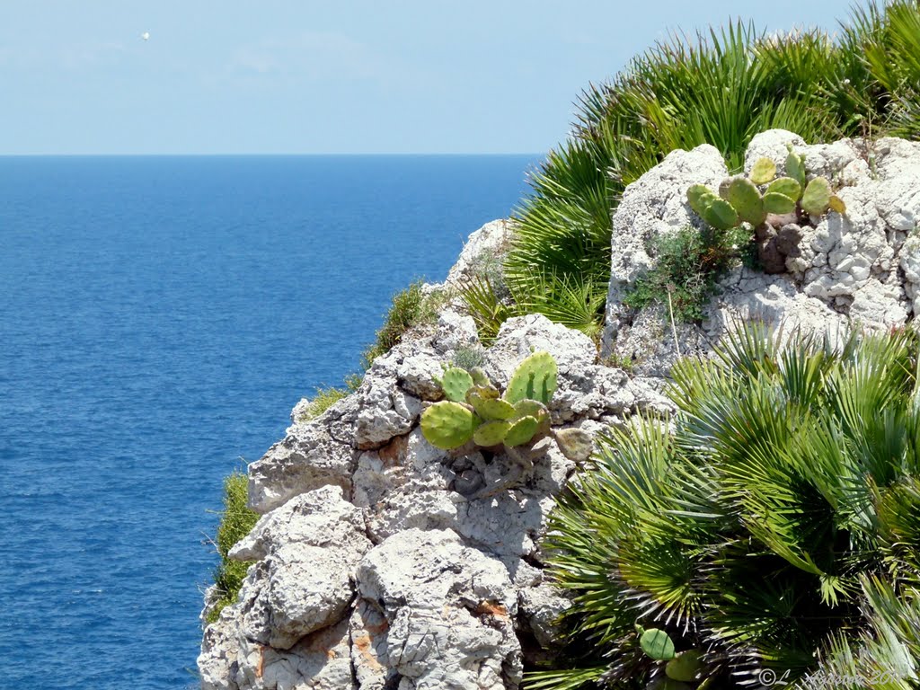 Riserva Naturale Orientata di Capo Rama (Terrasini)... - Colori di Sicilia by Lohn Agoston