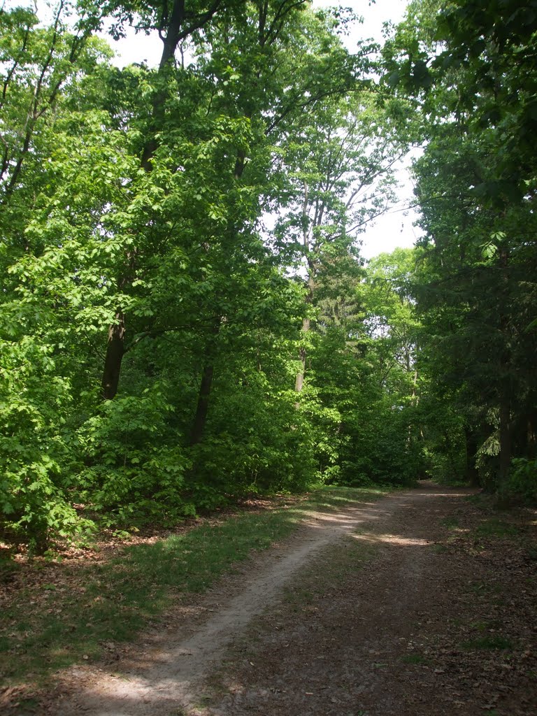 Bospaadje in het Noordbargerbos-Zuid by BaliBennie