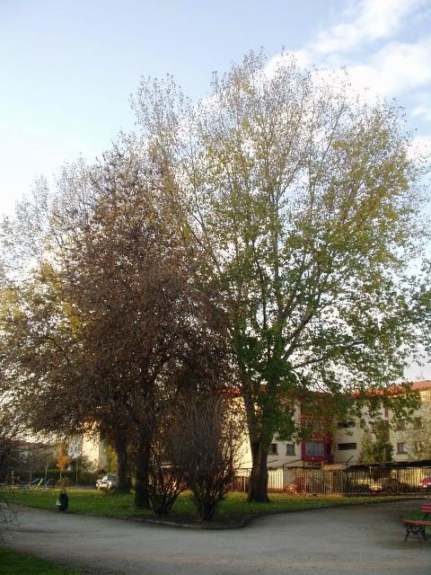 2011 - Árbol, Parque San Eugenio, Ñuñoa, Chile by kamiza_live