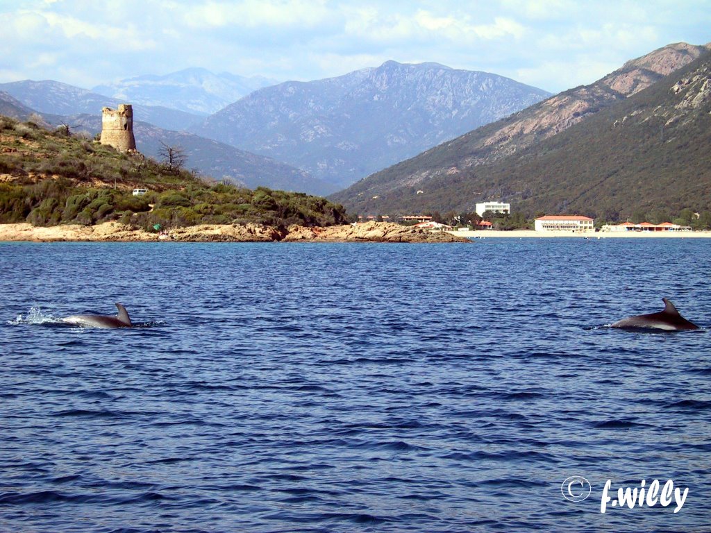 Dauphins devant Sagone by searay20