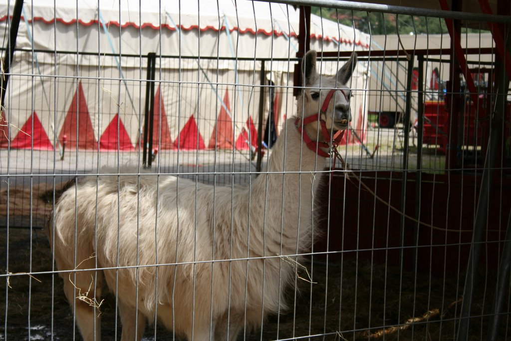 Circus in lohr am main by francesco de crescen…