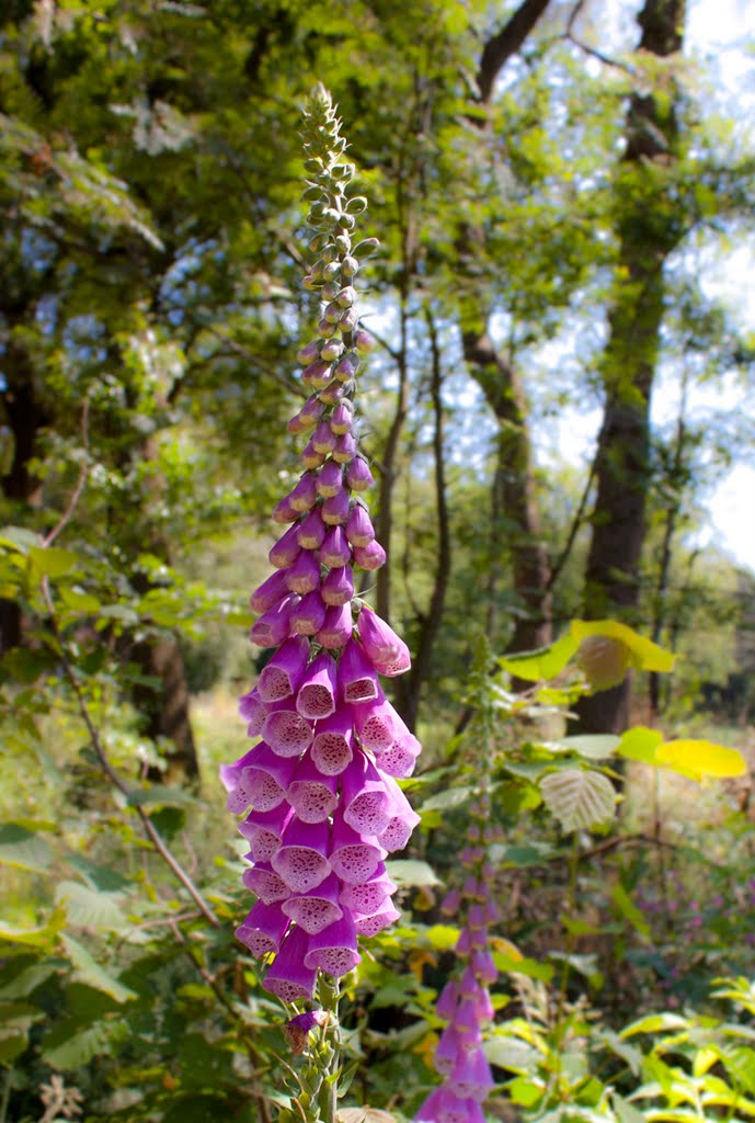 Foxglove by fredtoebes