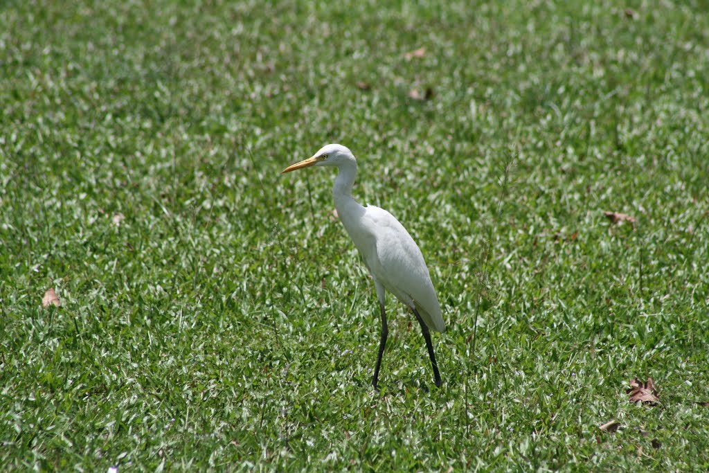 Cattle Egret or Koereiger (Bubulcus ibis) - Pulau Tioman Malaysia by Maarten en Juliet va…