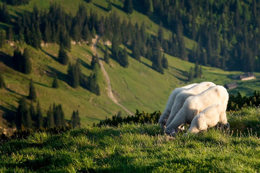 Scharfe auf dem Sonntagshorn by b.e.r.n.h.a.r.d