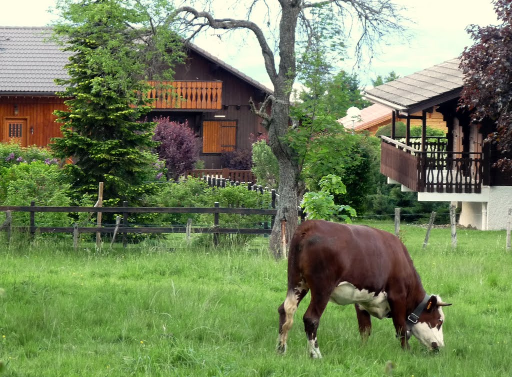 Milka Cow in Haute-Savoie (France) by gabachat