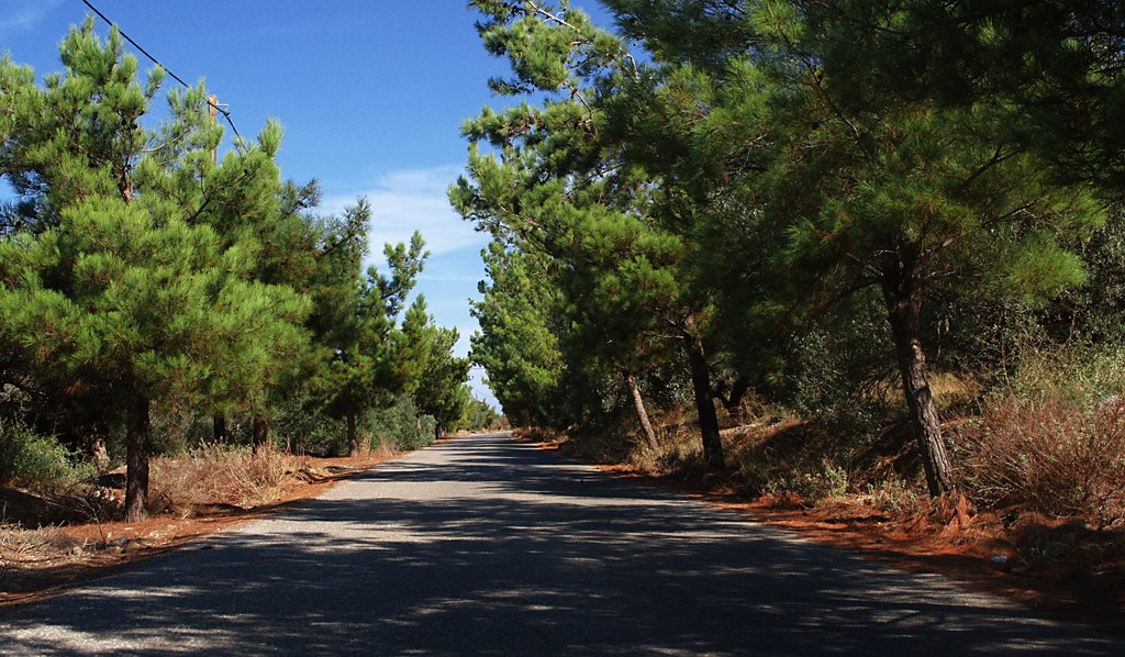 Road to tholos beach by Giorgos L