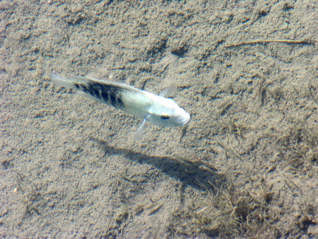 Mojarra Minckley Macho, Las Pozas Cuatro Cienegas de Carranza by castroleo