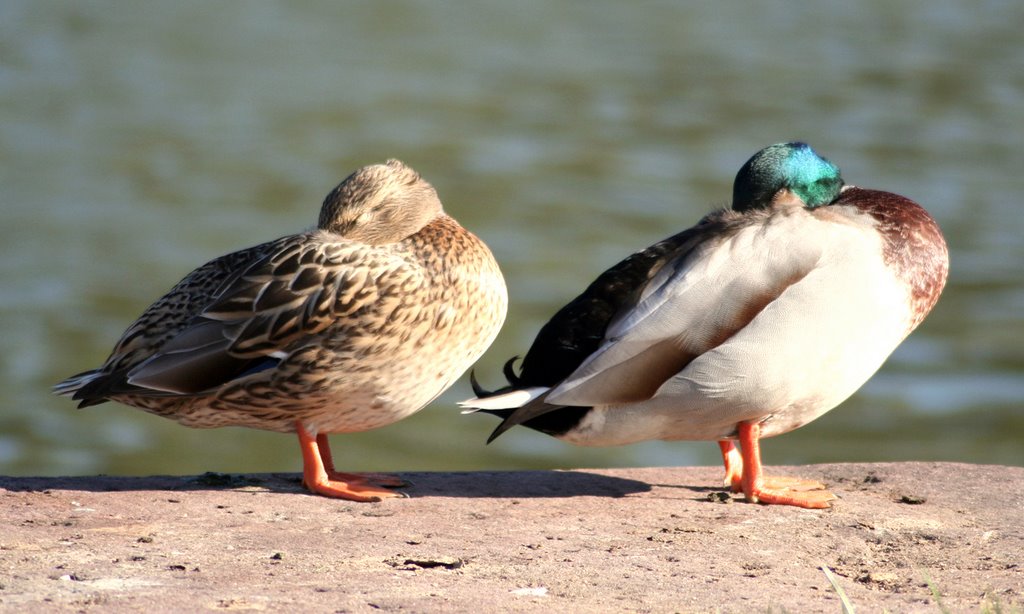 Ducks by francesco de crescen…