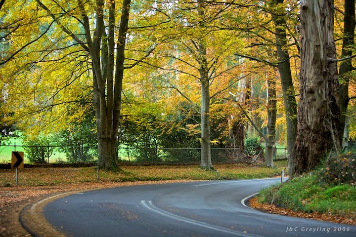 Beautiful fall trees with road drive by instinia