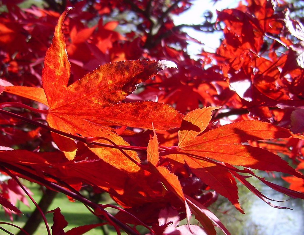 LEAVES OF GOLDEN ACRE by ANITA SKINNER