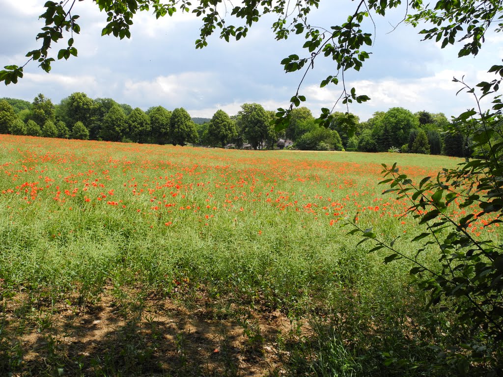 Einbeck: Kirschenberg, Mohnfeld an der Walkingstrecke by Kevin Arndt