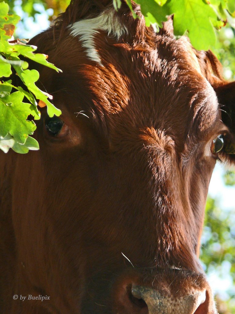 Dieser Blick ... einfach tierisch (© Buelipix) by Buelipix