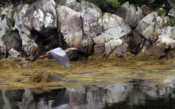 Great Blue Heron in flight by Bullwinkle 007