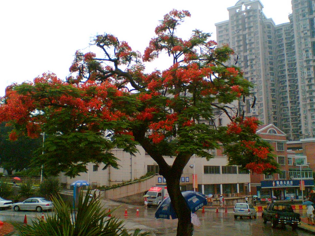 Phoenix Tree of  the 1th Hosp of Xiamen by yzh_xm