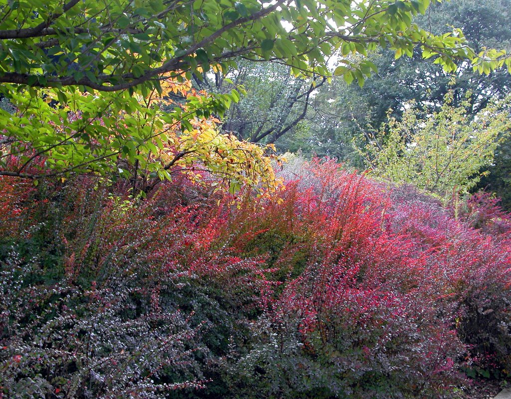 Fall colors in the Botanical Garden - Roma ( Italy) by Antonio Passaseo