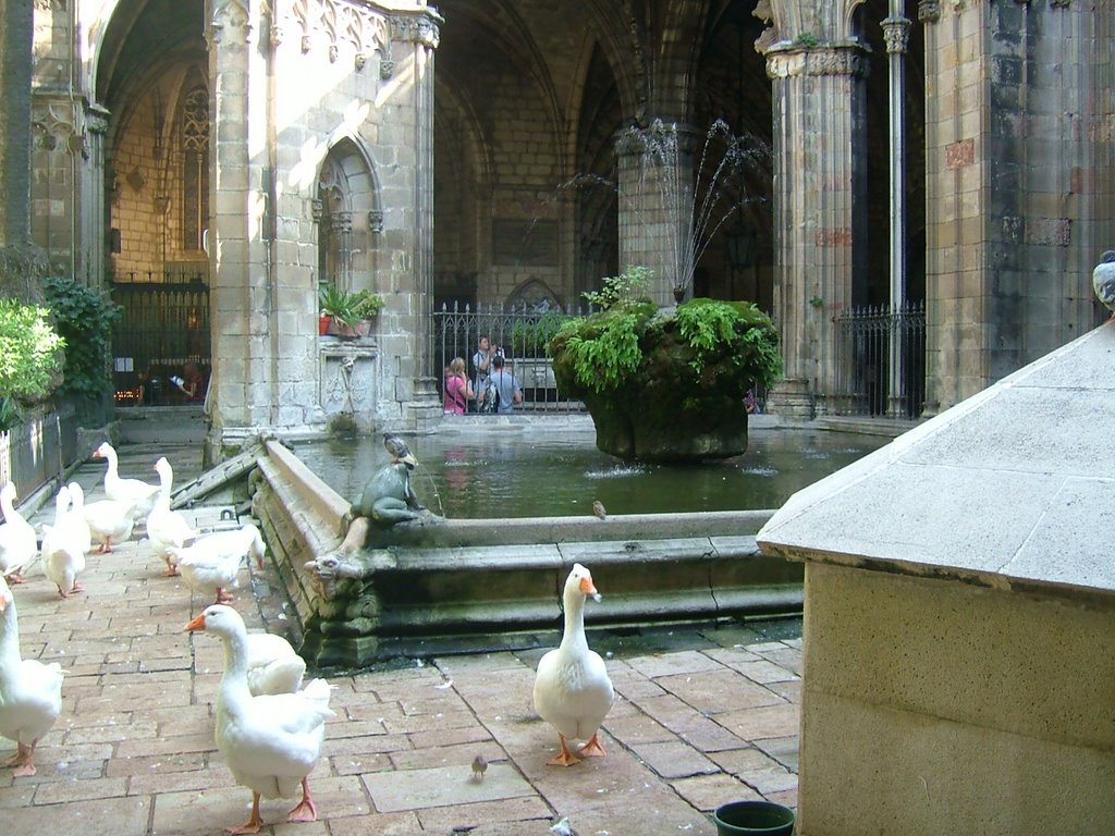 Geese at the Claustros by AlexMatos