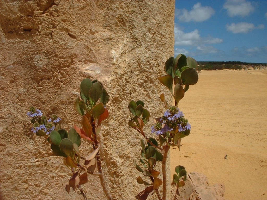 Pinnacle flowers by MANNYDELGADO