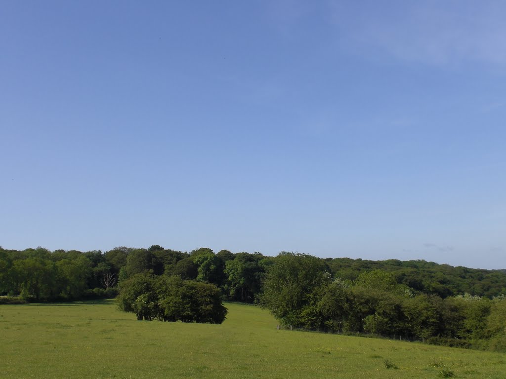 Overlooking Forests near Christmas Common by dofe_groupA_alper