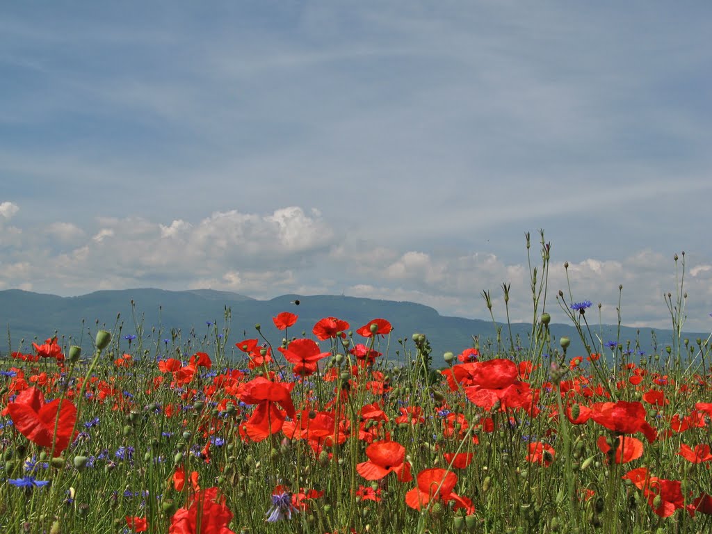 Poppy field near Crans-Pres-Celigny by Ibshadow