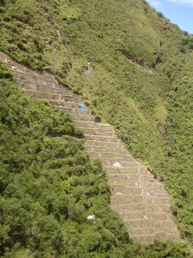 Llamas en Tarrazas - Choquequirao by Sebastian Bertoli