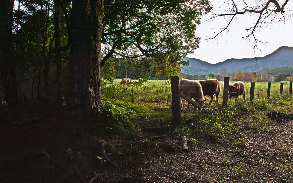 Grazing cattle in Promiseland by paul sikora