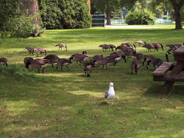 015 Toronto, Geese by Daniel Meyer