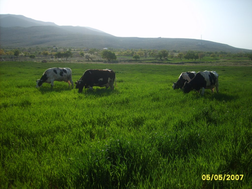 Hacibaba eteginde inekler by mukremin_ozcan