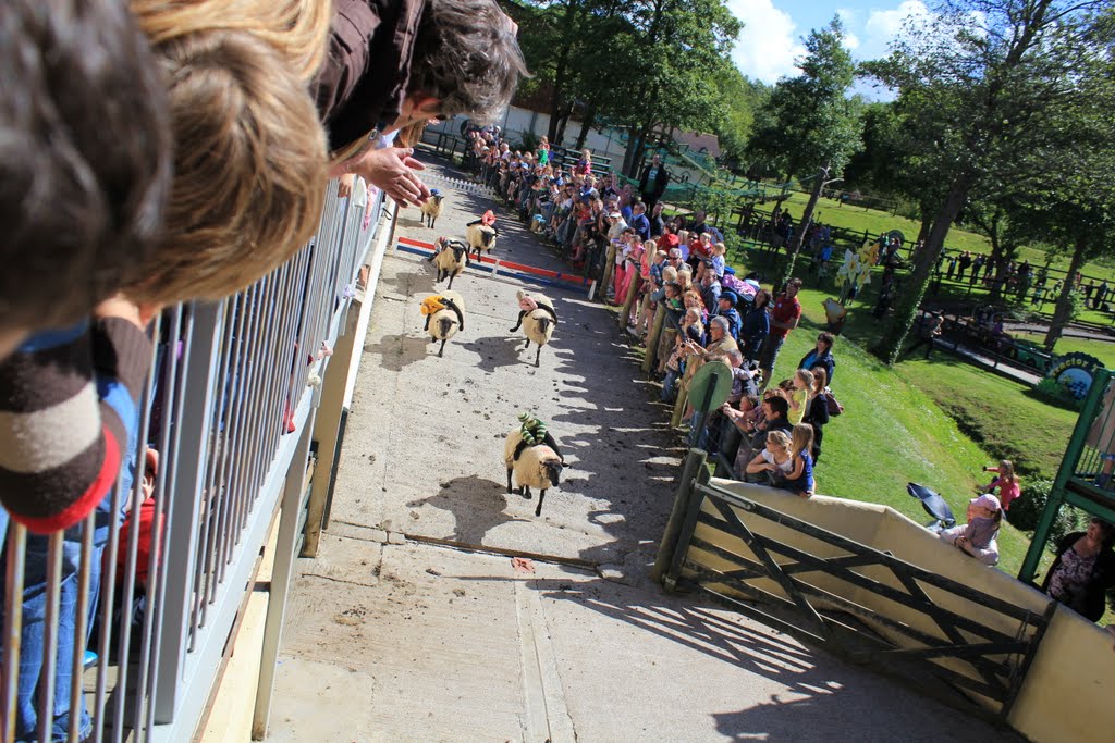 The Big Sheep, Sheep race! by fillup