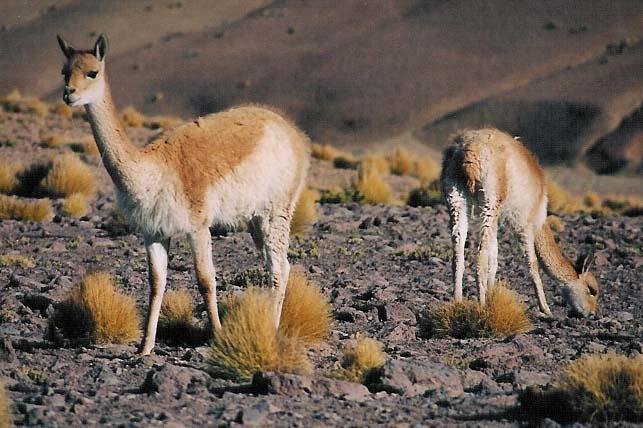 Vigognes du désert d'Atacama, Chili by Patricio de la Manch…