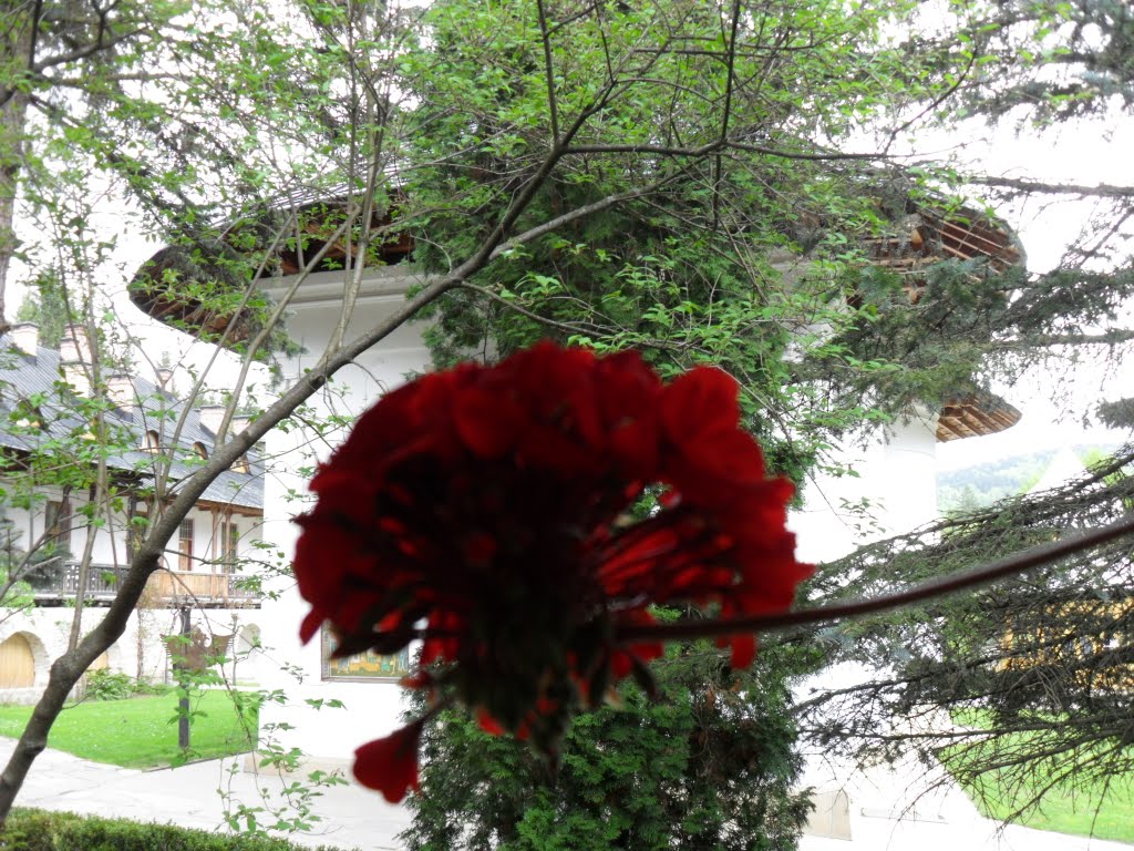 Muscata rosie & Bis. Man. Sihastria/Romania, Neamt area, Sihastria monastery's church view & red geranium detail by Kantarheena