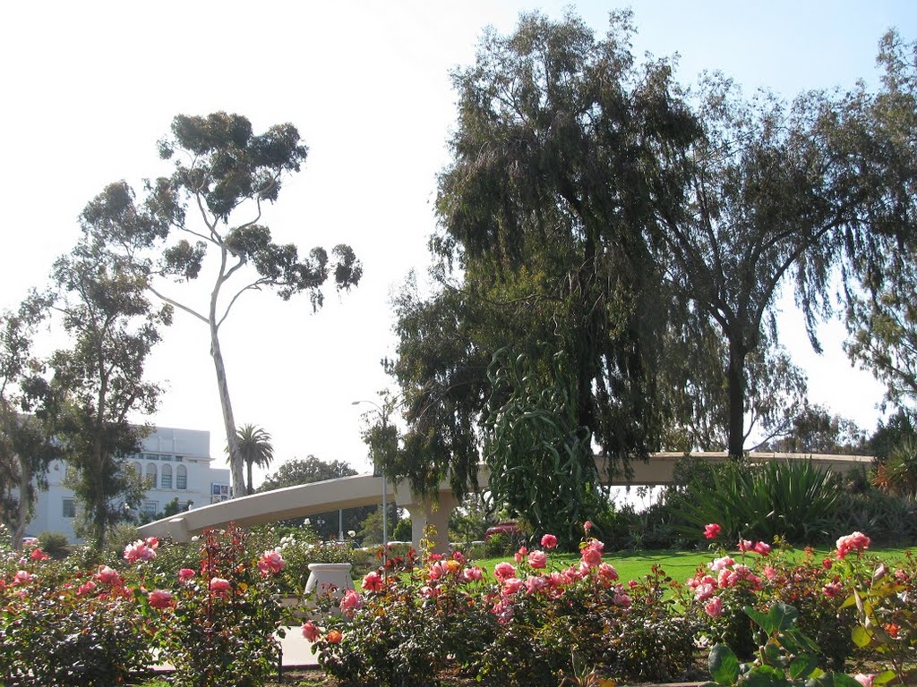 Rose Garden, Balboa Park, San Diego, CA by patakieva