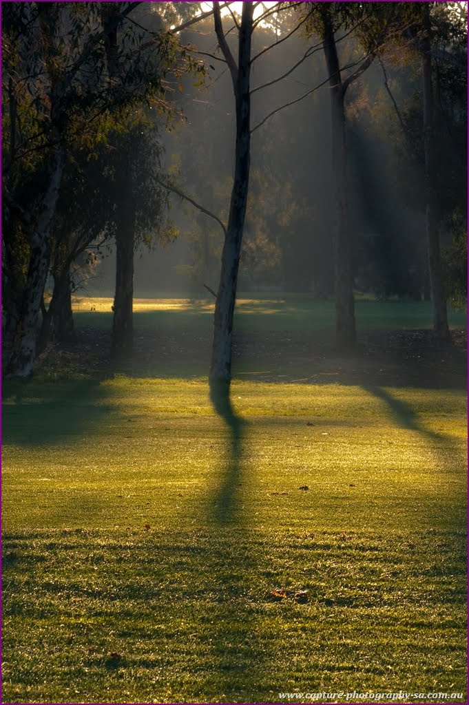 Morning Dew - Adelaide Golf Course by Rainer2