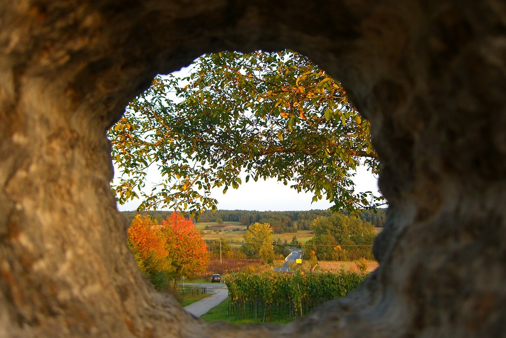 Weininsel bei Sommerach by UlrichSchnuerer