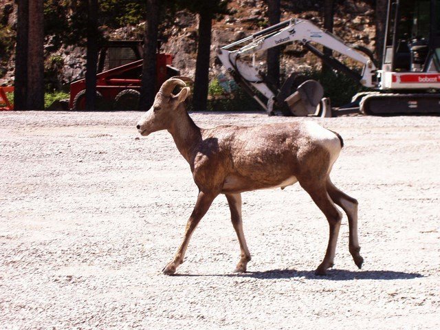 078 Big Horn Sheep by Daniel Meyer