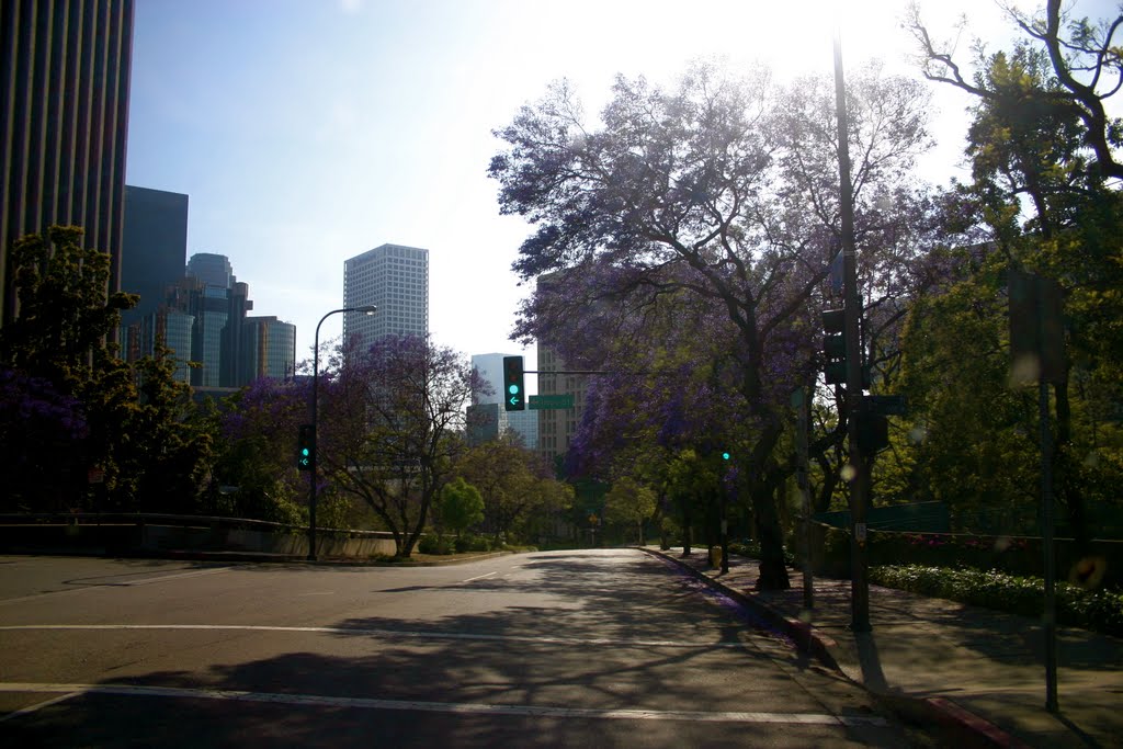 The jacaranda trees on Flower Ave., Los Angeles, CA by MICHAEL  JIROCH  &  www.michaeljiroch.com