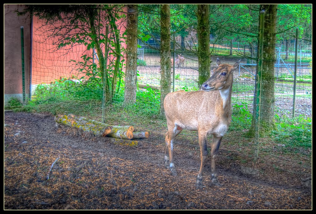 Servion zoo 5 by Sandpiper 6